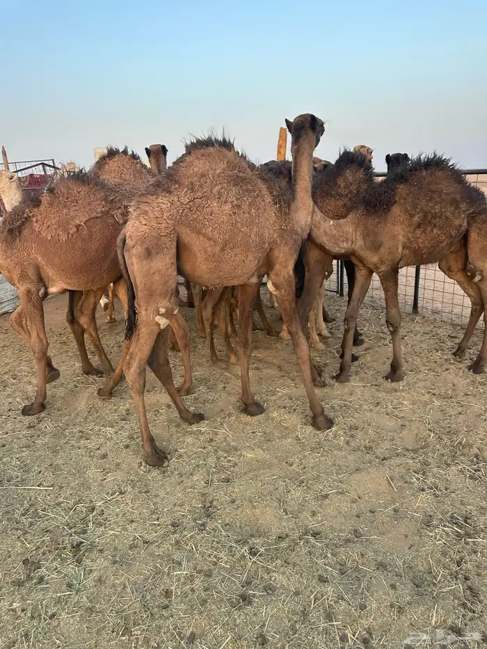 حشو قعدان 0
