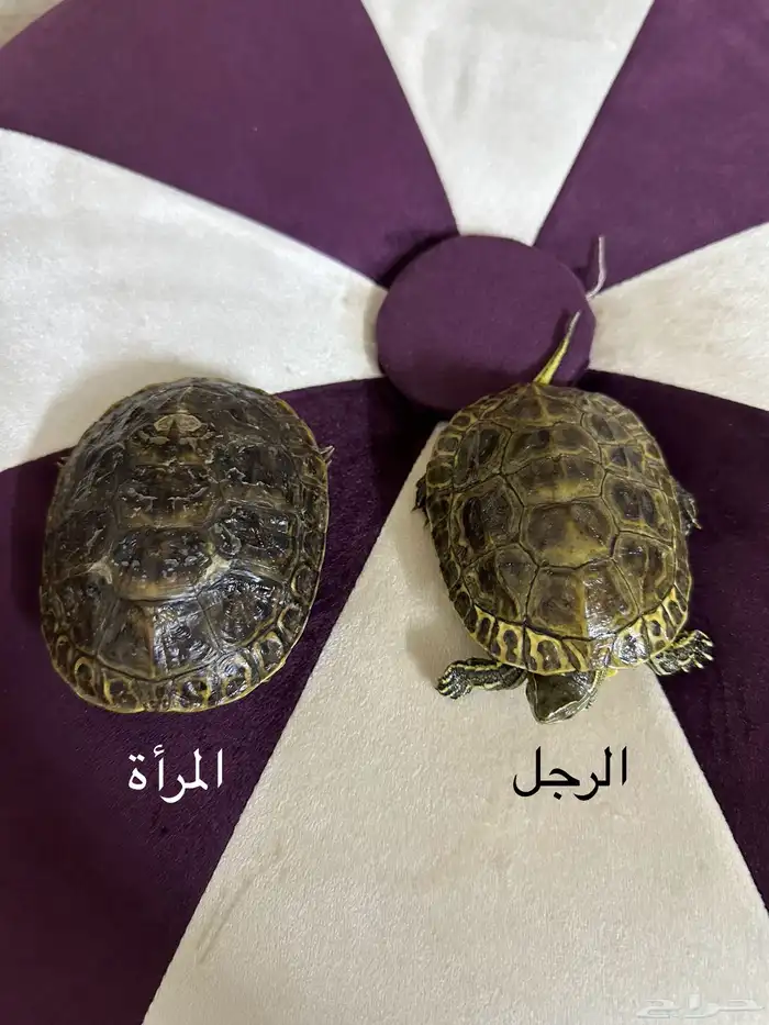 سلاحف للبيع 1