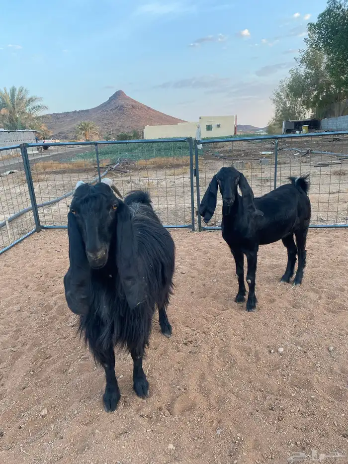 معزا مصريات تم البيع 8