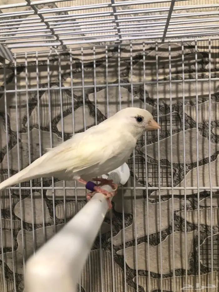 انثى كناري سوري منتجه (( تم البيع )) 1