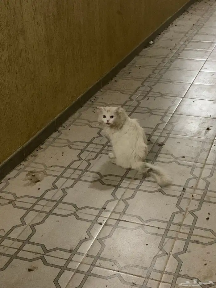 بس لتبني حي الحمدانبه 0