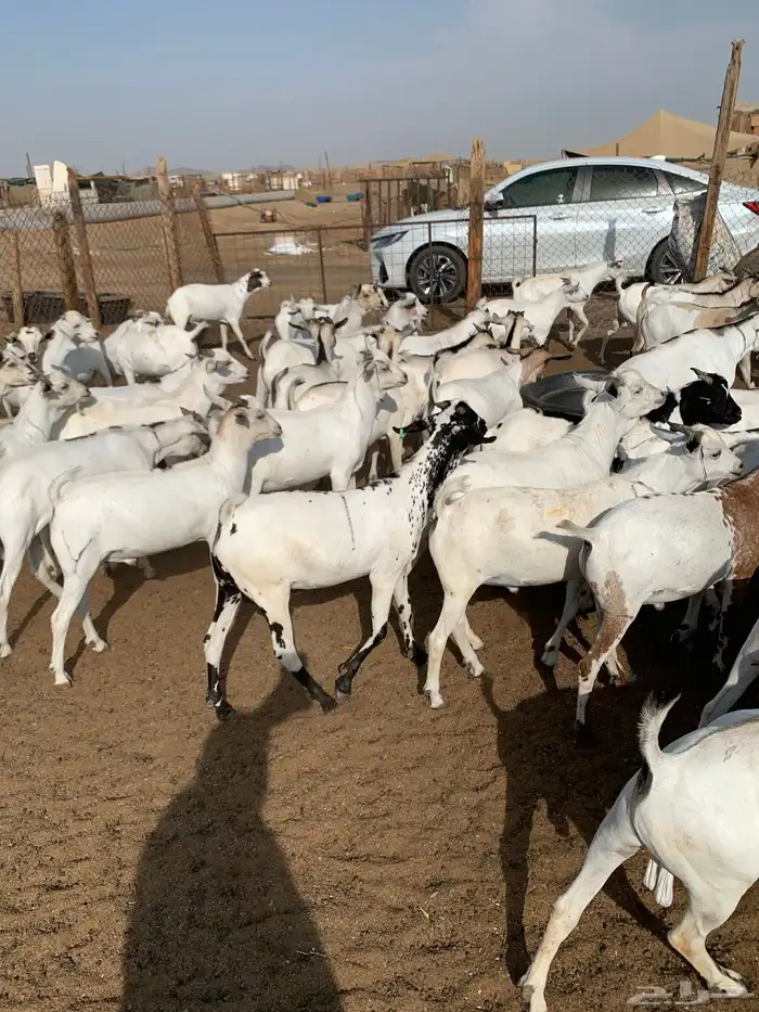 اهل الخميس جاكم المستورد المربى تيوس 4