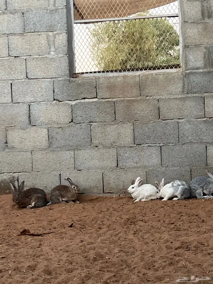 ارانب بلدية 2