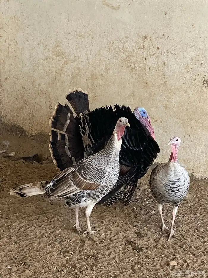 طقم دجاج رومي 0