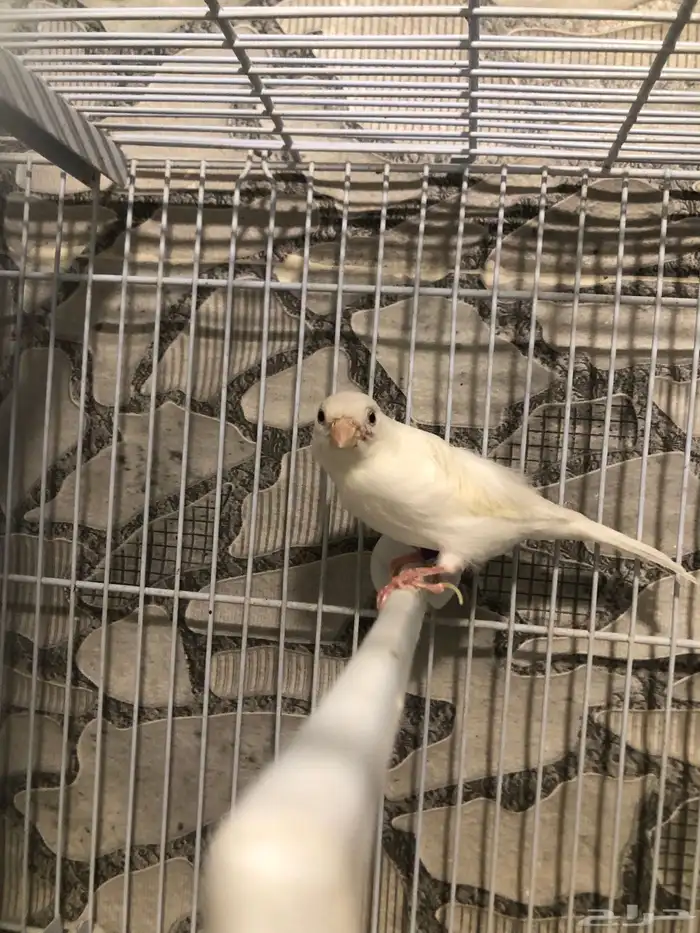 انثى كناري سوري منتجه (( تم البيع )) 0