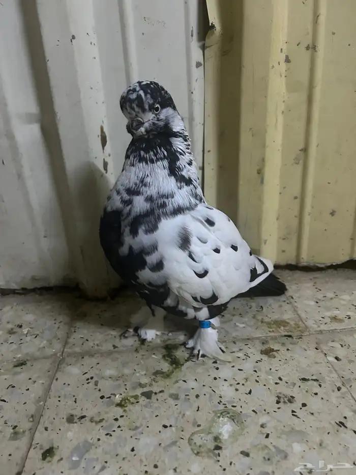 جوز لونق فيس وذكر كلين تممم بيع. خارج موقع 1