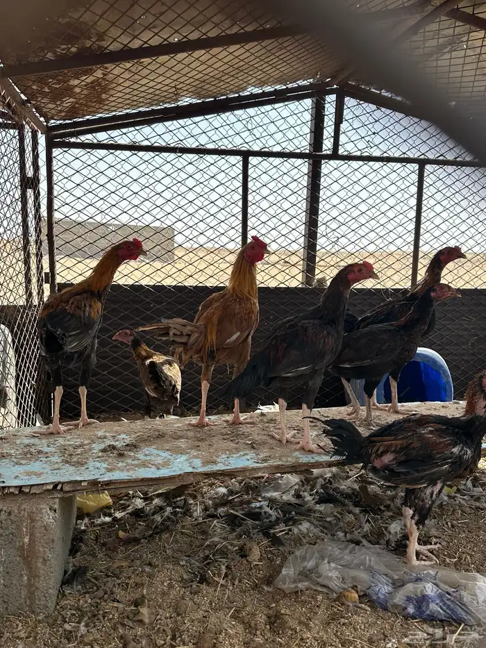 دجاج   حمام حب الرمان   حمام زاجل وفرنسي 3