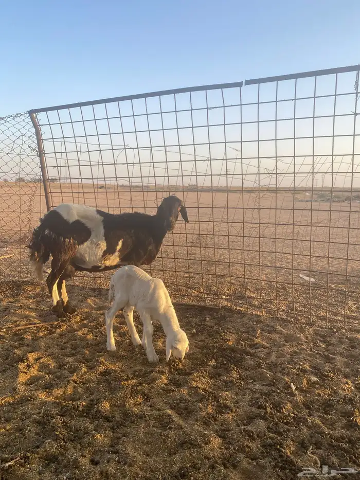شاه مهجنه حدرها خروف حليبها قليل جدا تامه روم وسلم 0