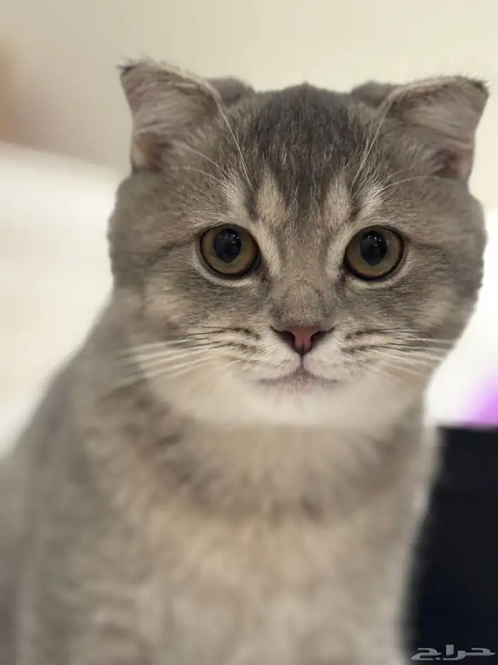 first class cats - قطط درجة أولى 14