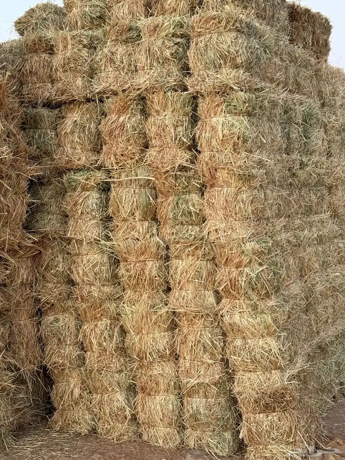 علف تبن ذره 2