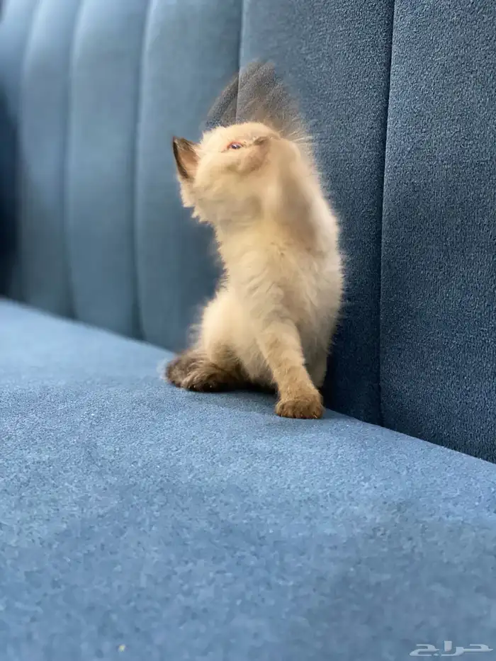 قطه صغيره 0