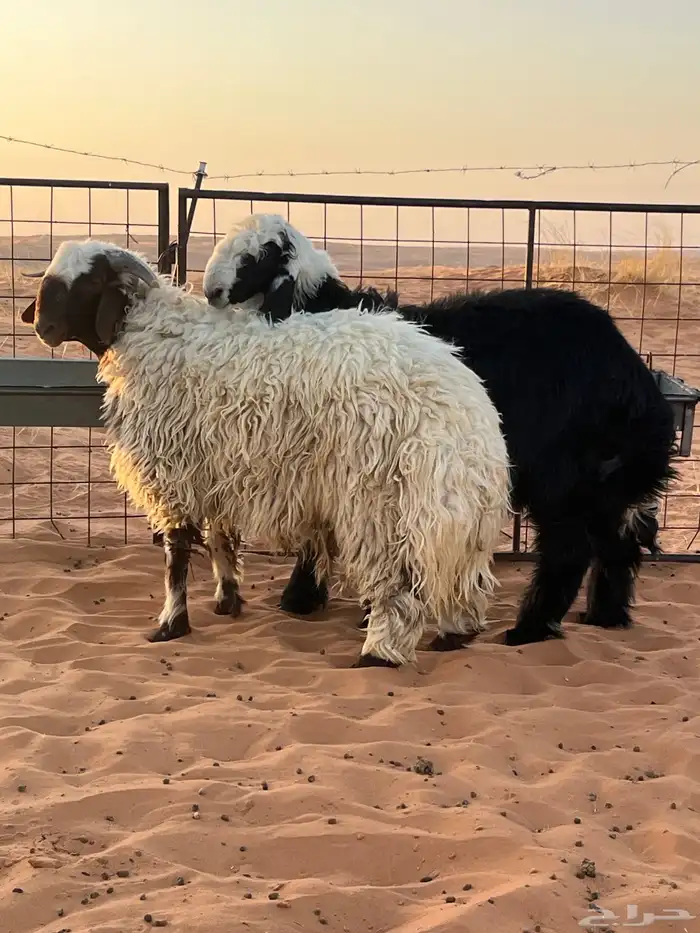 للبيع طليان 1