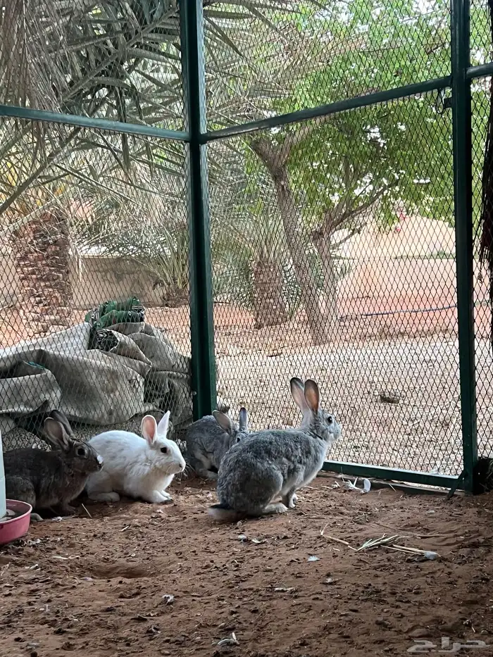 ارانب بلدية 1