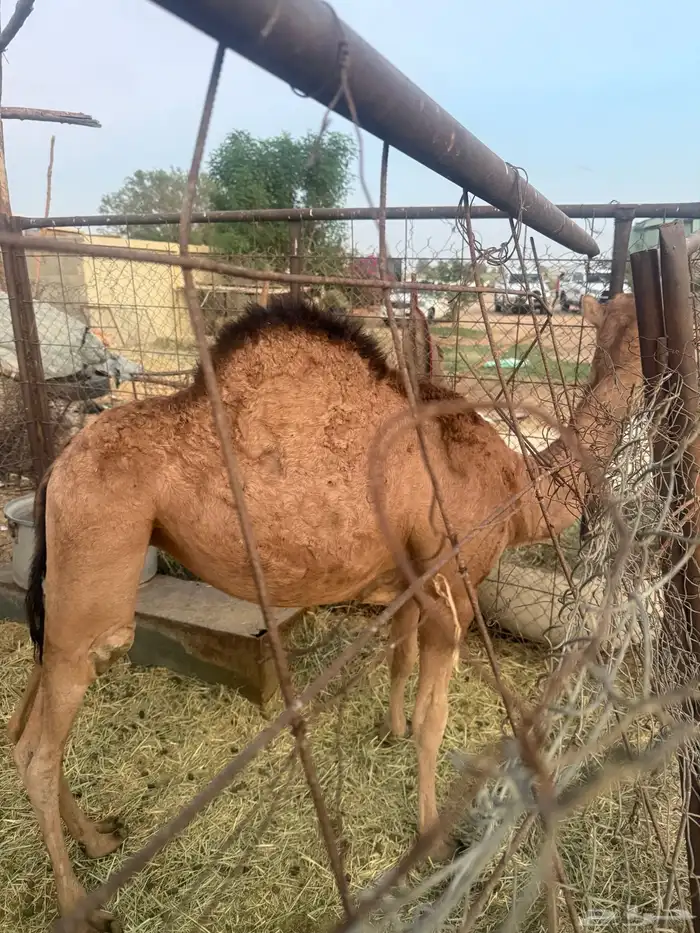 خلفه ساحليه للبيع 0