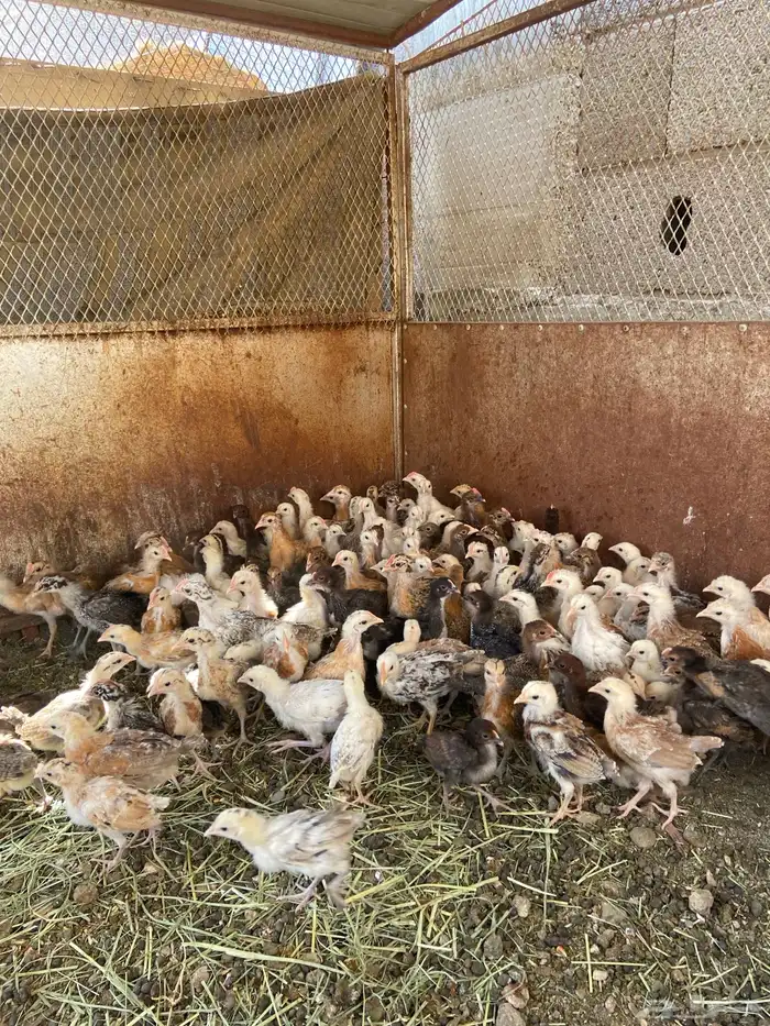 إعلان اليوم صيصان محصنه جميع تحصينات اقل من 5 ريال مانظرلها 2