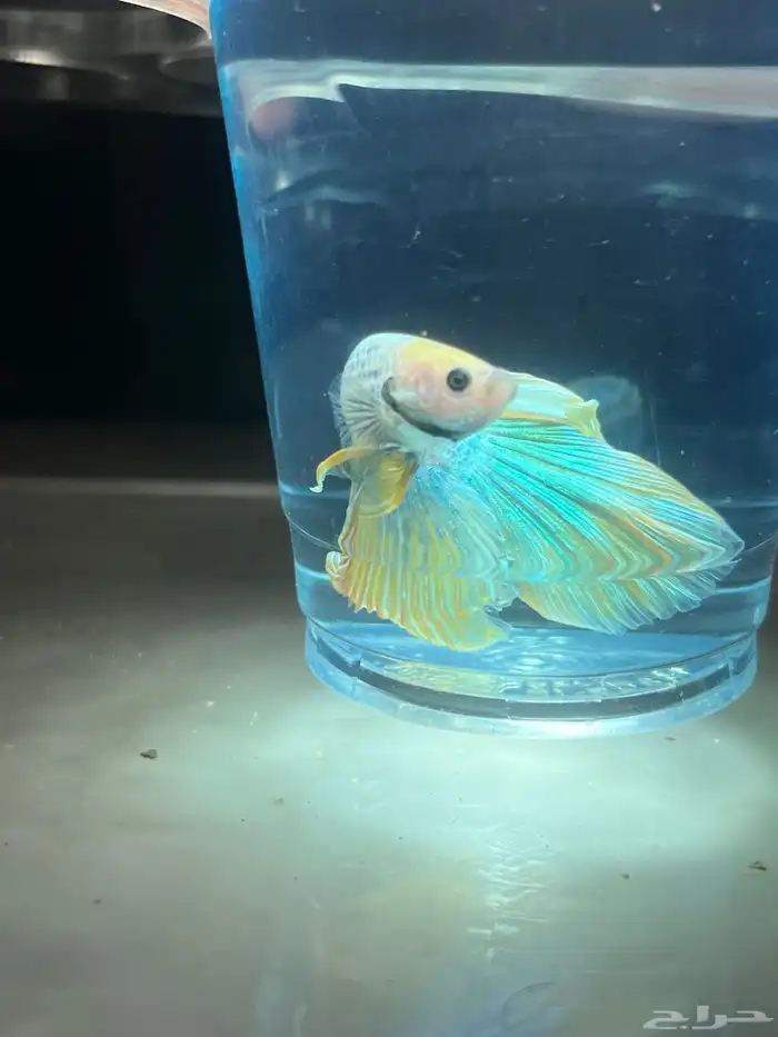 سمك زينة فايتر 2