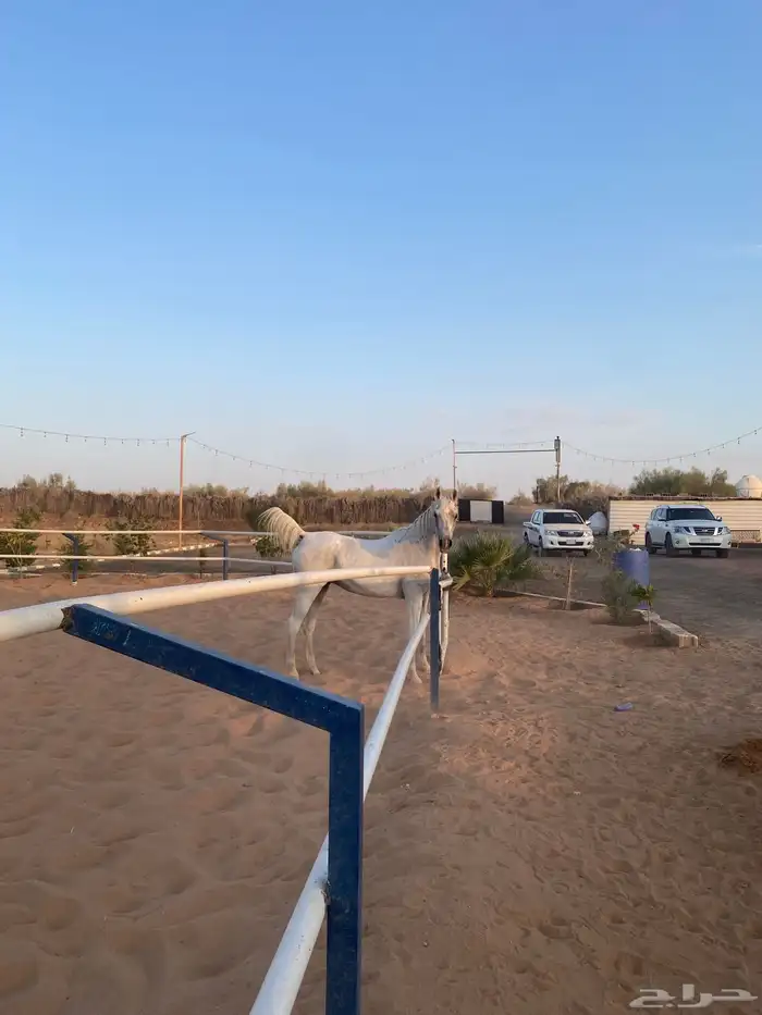 فرس واهو 2