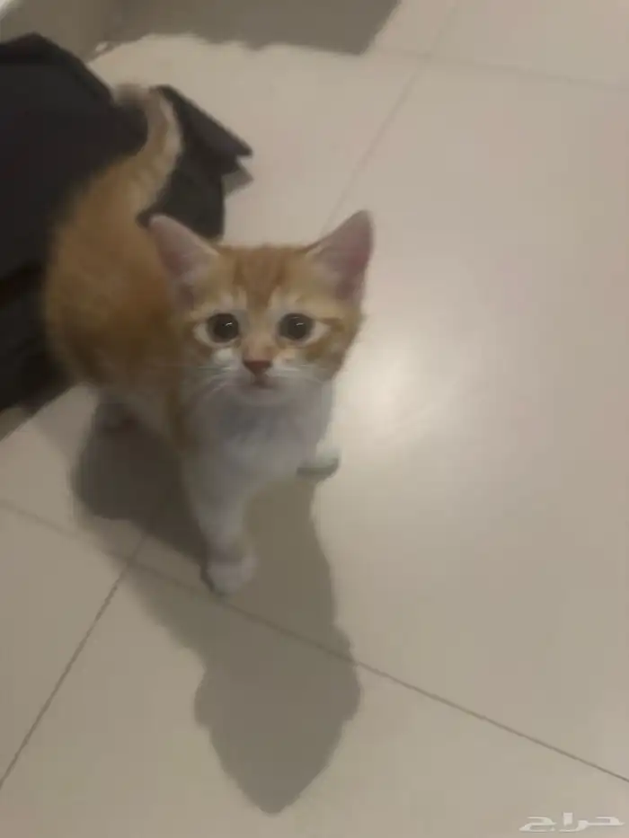 المرسلات 4
