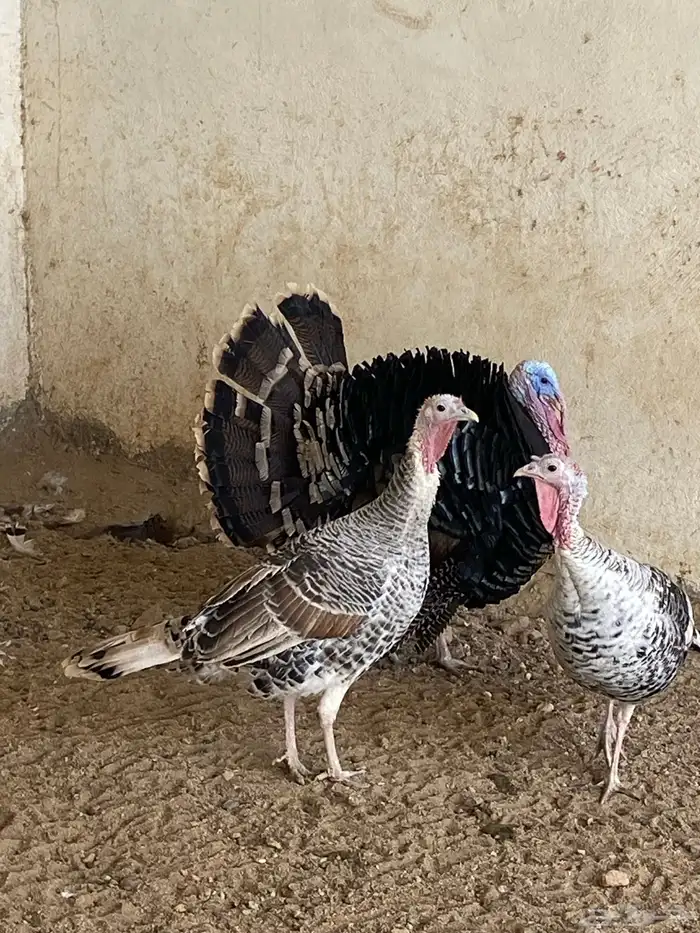 طقم دجاج رومي 1