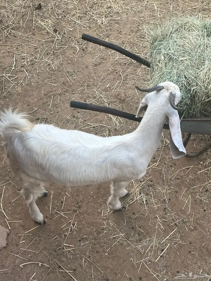 خبشه 1