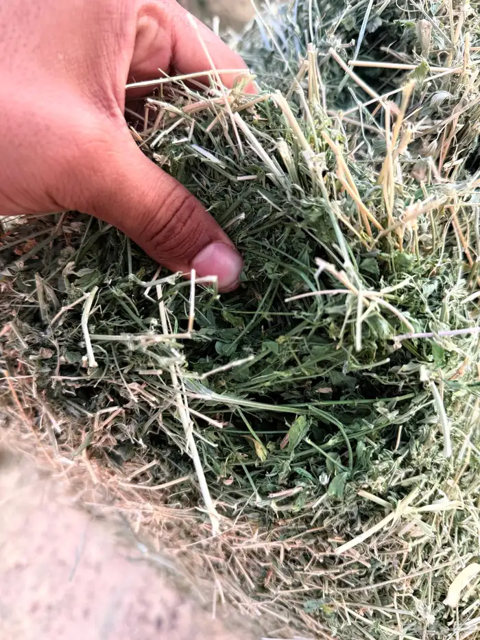 برسيم صافي ناعم ورق وفاخر الوصف تحت 3