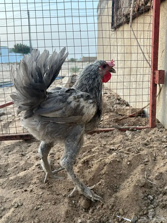 ديك براهما 2