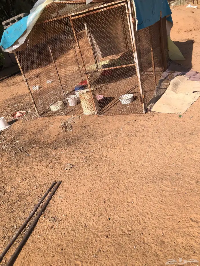 شبوك حمام مع السطول 1