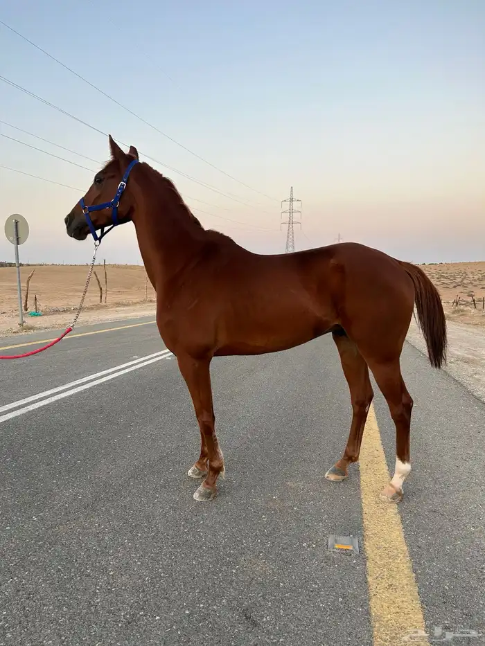 حصان عربي واهو 4