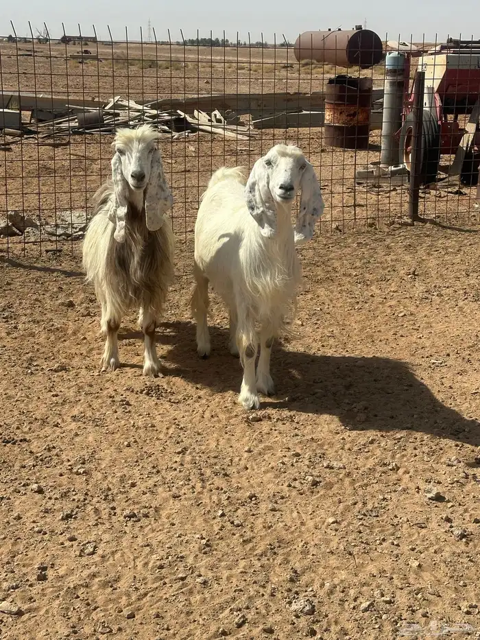 عنز حايل جمى 1