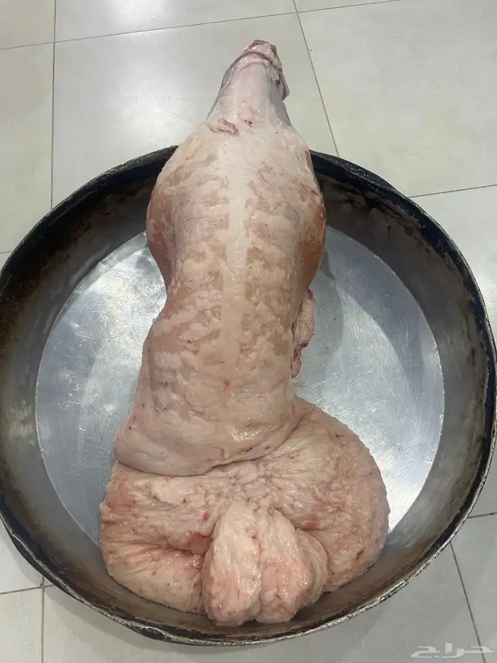 حريات كفو ثلاجه اومناسبات ونعيم فاخر جبر ناهي ووسط وهرافي 5