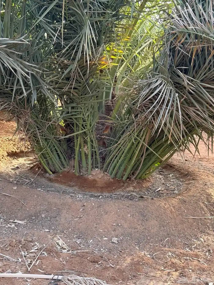 فراخ نخل فسايل صقعي 10