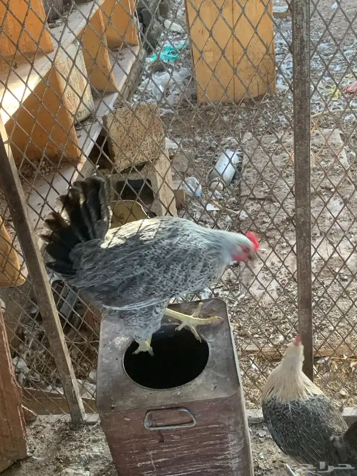 دجاج بلدي 9