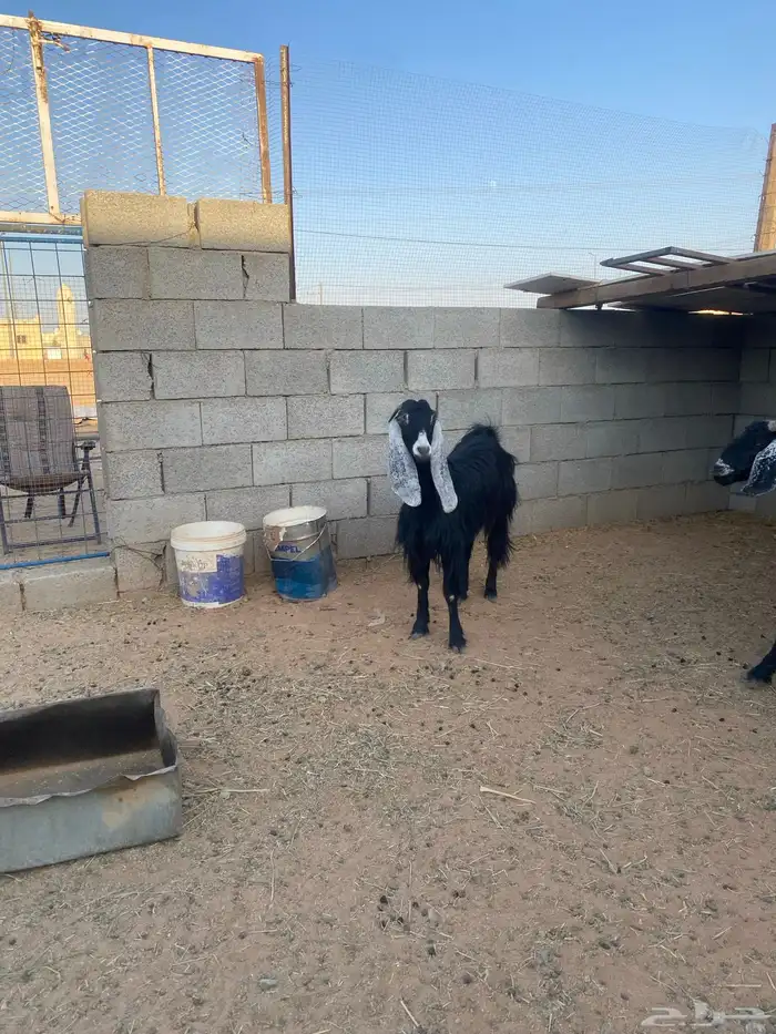 للبيع معزا طيبات وسلم 6