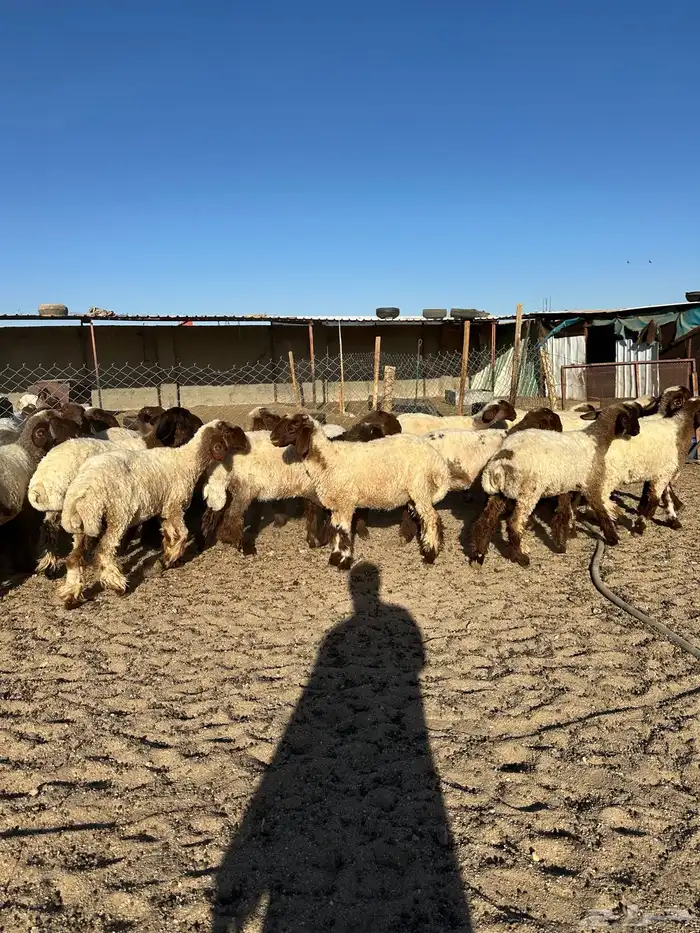 جذعات أنعيم صنف( تم البييع ) 3