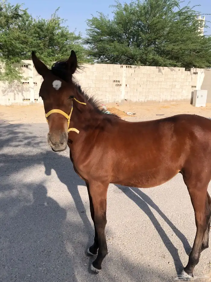 مهر طيب العمر تسع اشهر 1000 1