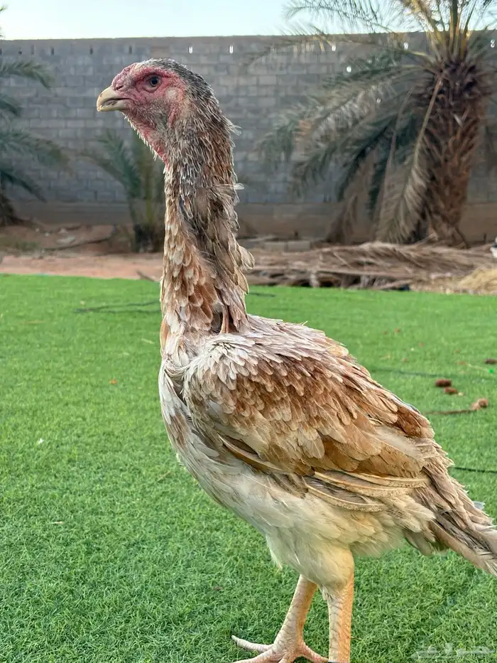 دجاج باكستاني 3
