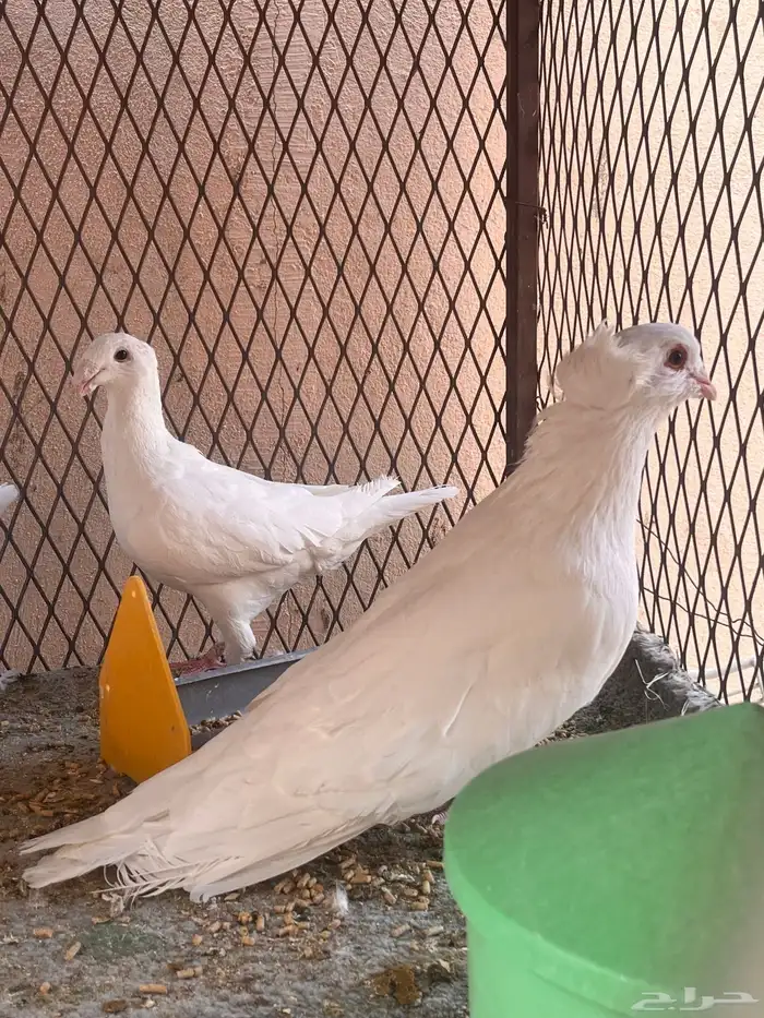 حمام مصري جوز فاخر مستويات 0