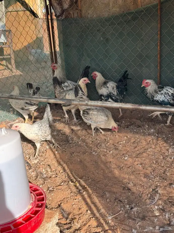 دجاج بياض 32
