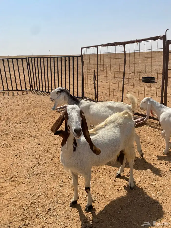 معزا البيع 6