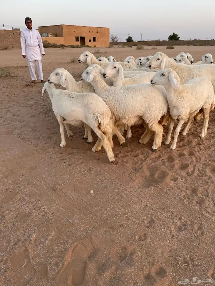 رخال حرش درجه اولى 1