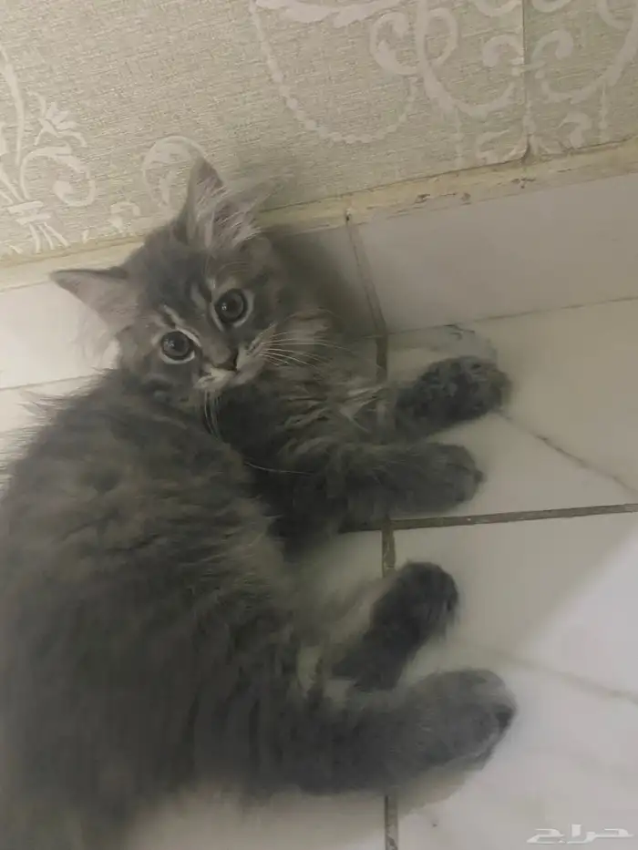 قطط كيتن شيرازي للبيع 3