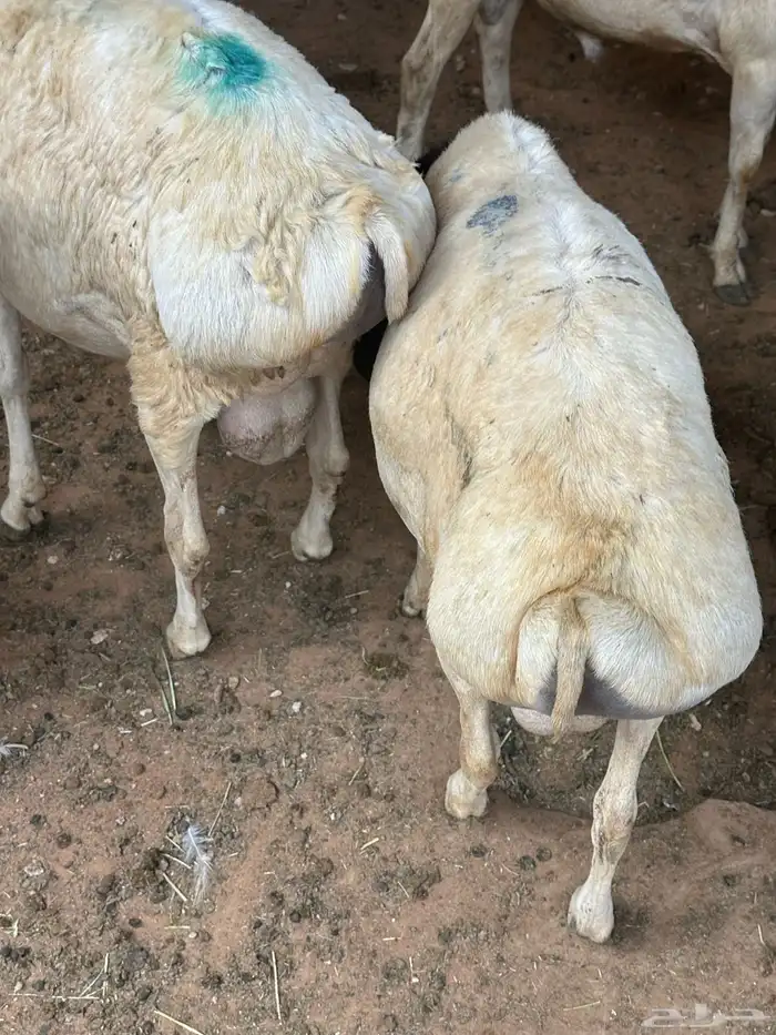برابر مرابي طب وتخير السن جذع 1