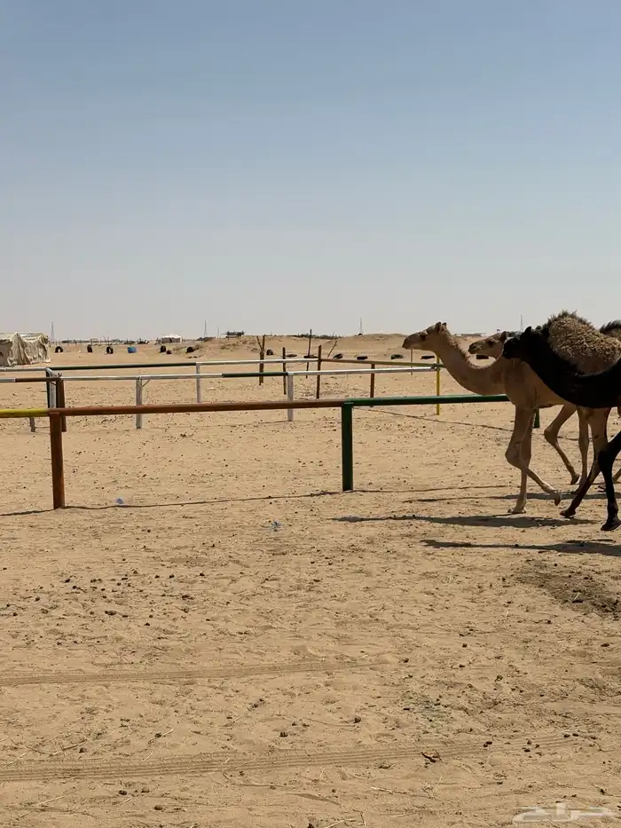 قعود قعدان 2