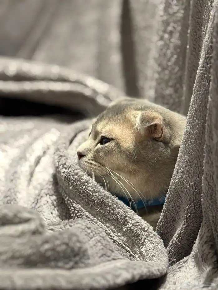 first class cats - قطط درجة أولى 11