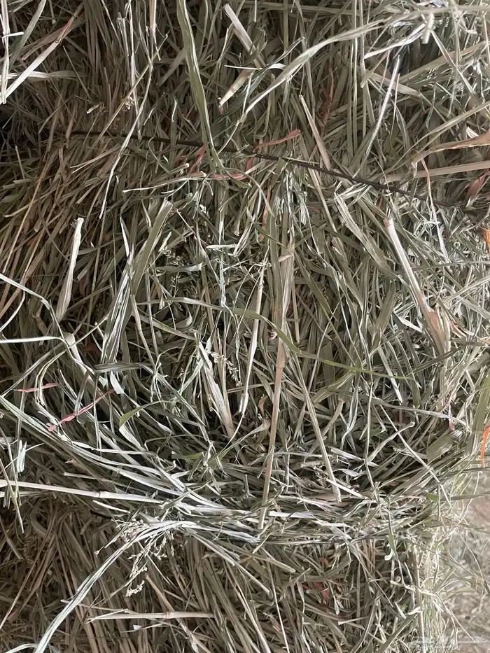 علف بلوبنك 4