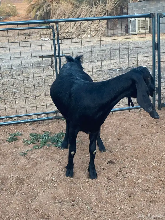 معزا مصريات تم البيع 13