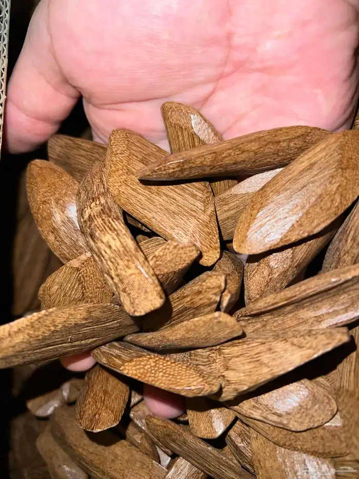 عود مروكي محسن فاخر 1