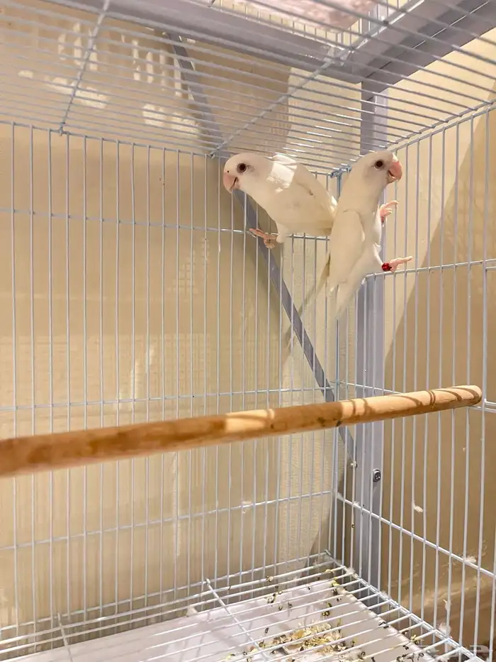 أزواج روز تم البيع 3