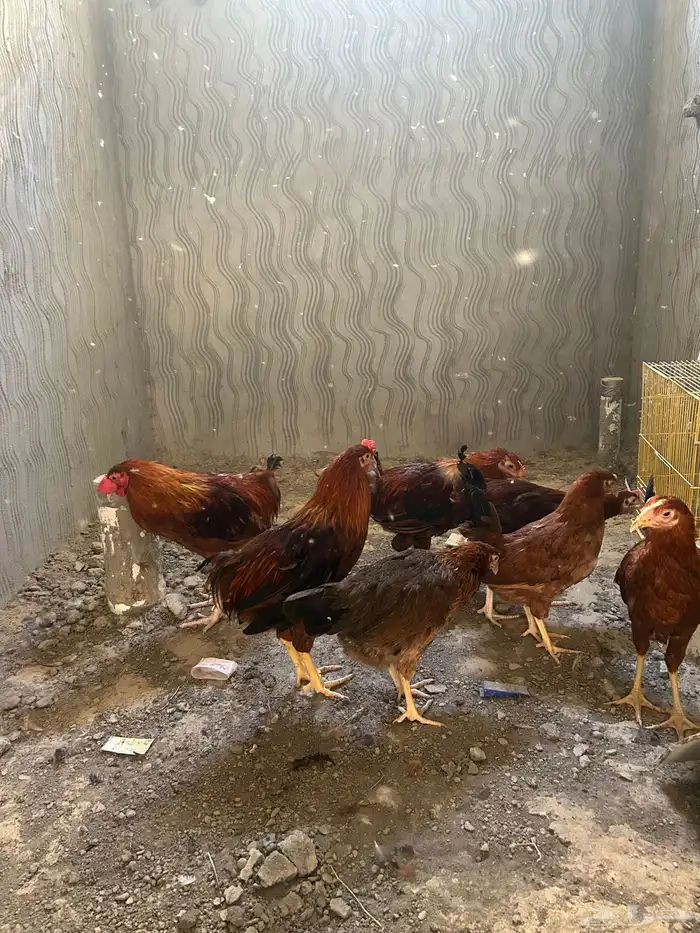 دجاج فرنسي 1