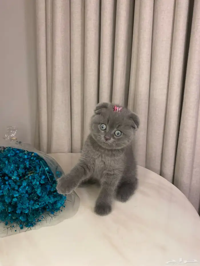 قطط للبيع سكوتش 1